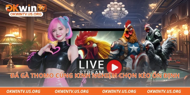 Đá gà Thomo cùng kinh nghiệm chọn kèo ổn định